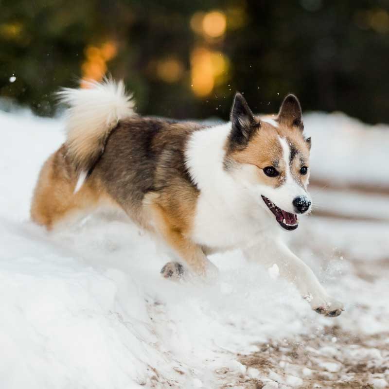 A dog running through snow at full extension